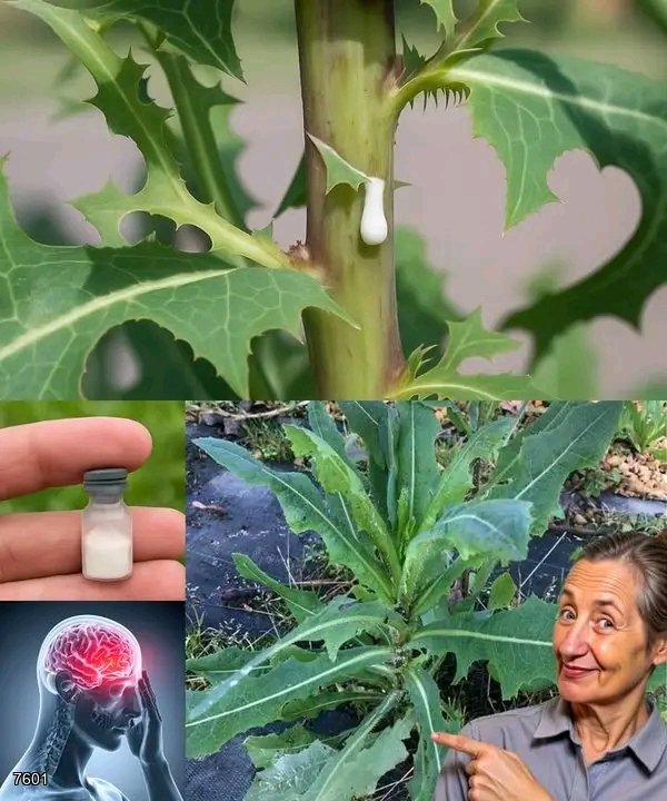 Most people don't know that this plant, which grows everywhere, has a sap that's as expensive as silver... 💬👀