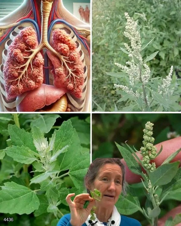 The Hidden Power of Wild Spinach: The Unassuming Wonder of Nature...