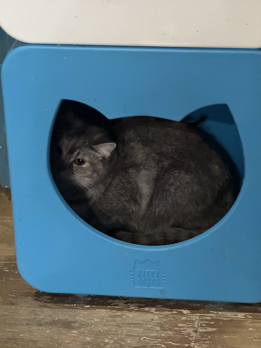 silver . . . tweet media