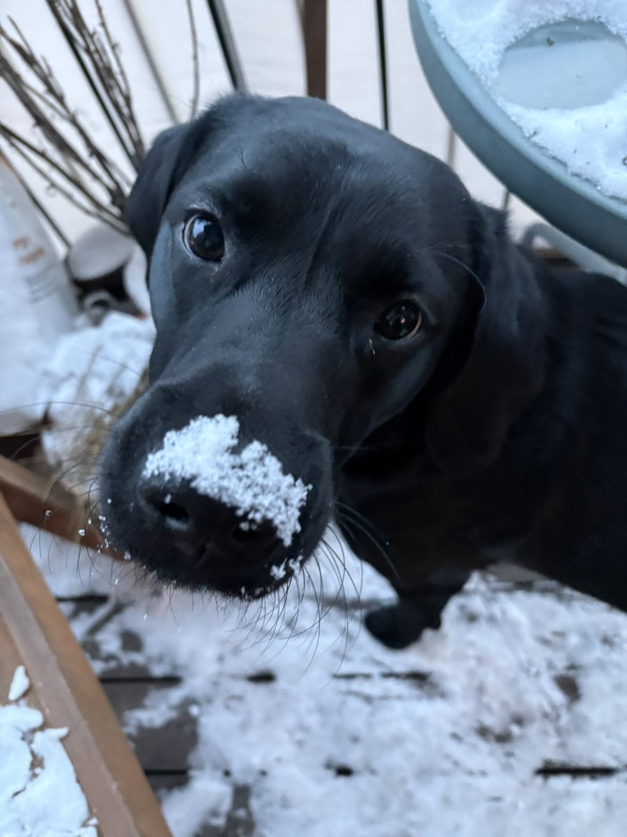 Peter Huggler tweet media