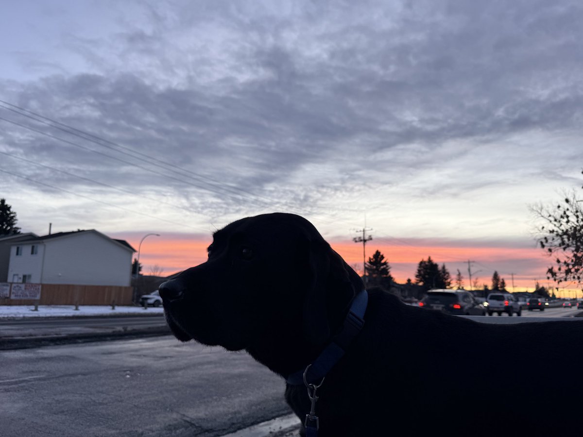 Jake72545474's tweet image. Just another great sunset. 🌅 
#BlackLab #Retriever #Calgary