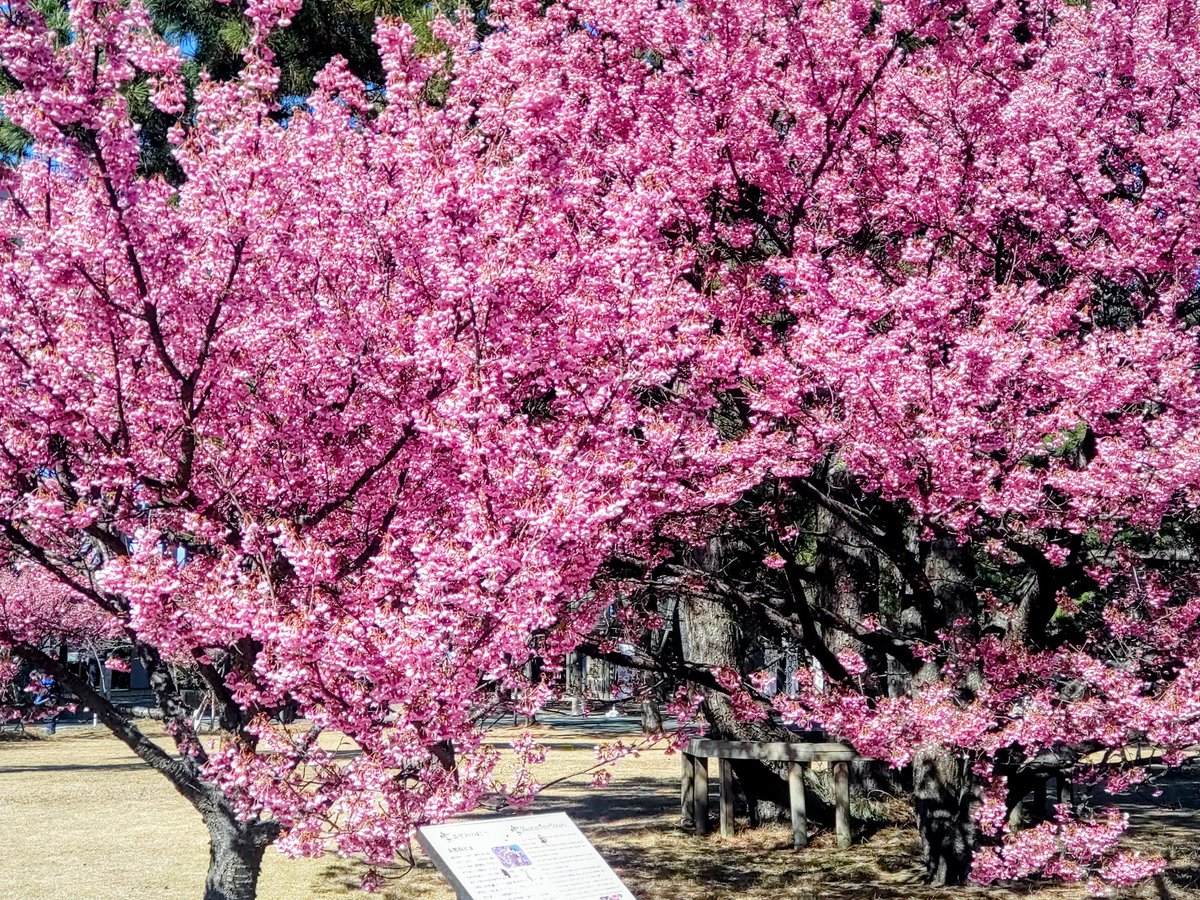 Syookun1012's tweet image. 西伊豆にいます😊
土肥桜と菜の花です😀