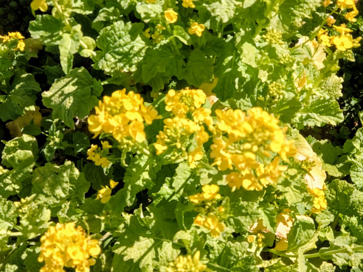 Syookun1012's tweet image. 西伊豆にいます😊
土肥桜と菜の花です😀