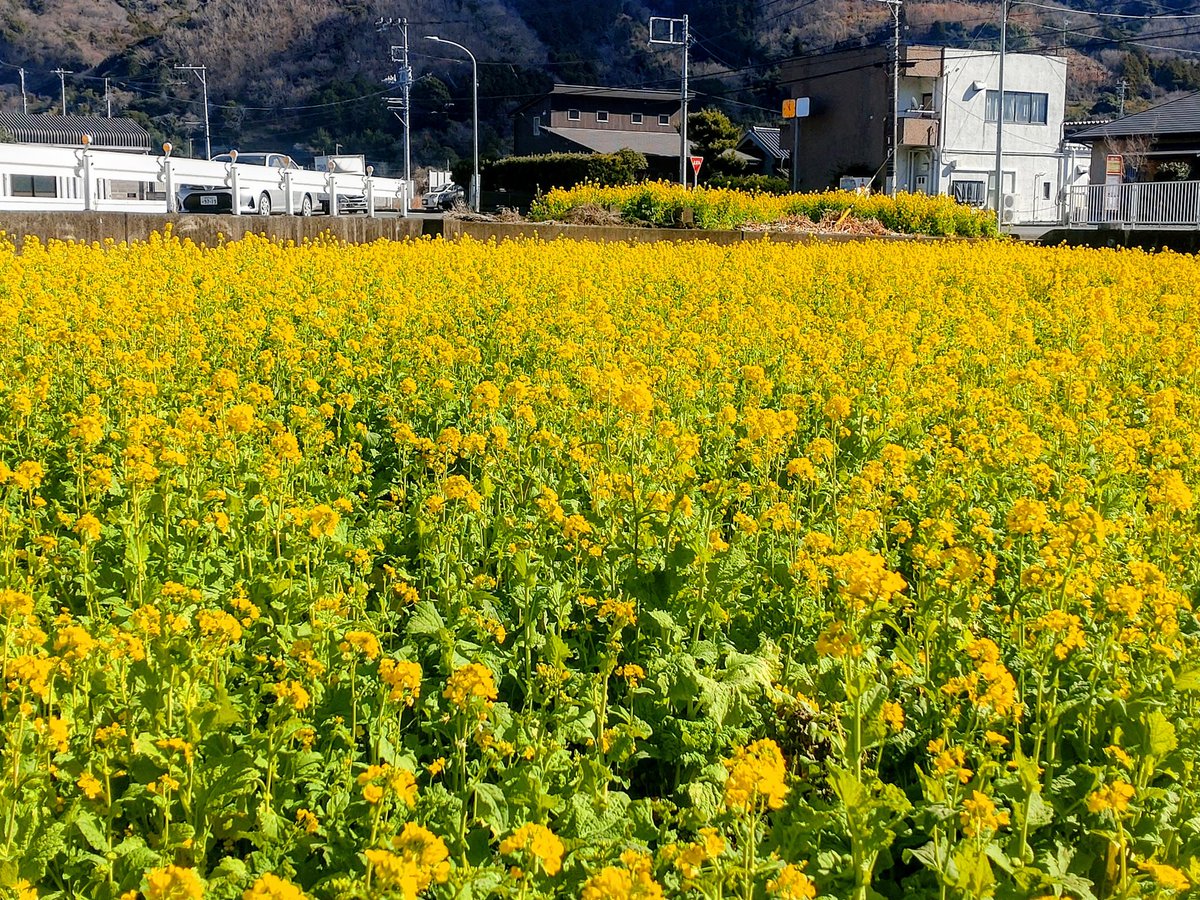 Syookun1012's tweet image. 西伊豆にいます😊
土肥桜と菜の花です😀