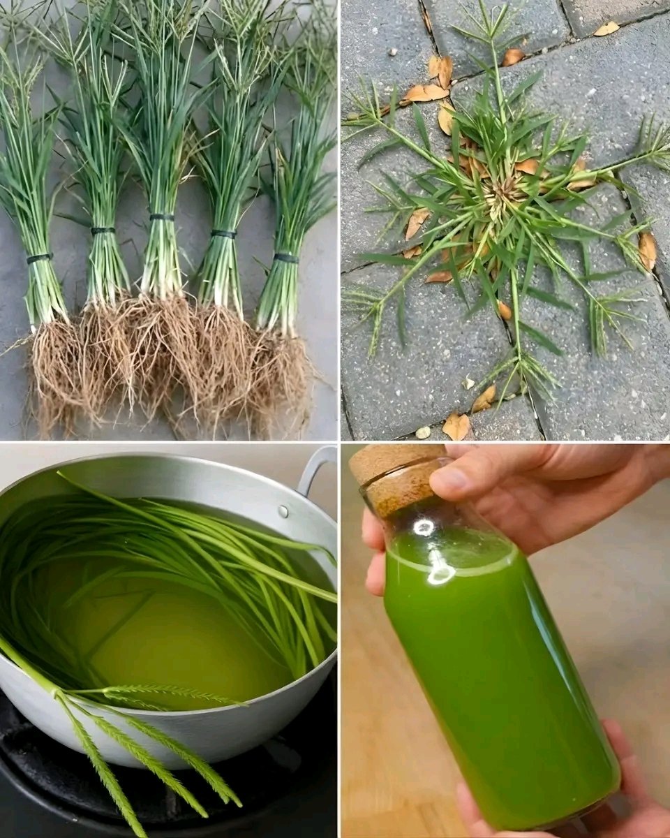 These grass roots are traditionally boiled into a mild green drink.
People drink it for cooling and everyday cleansing, not for instant results.