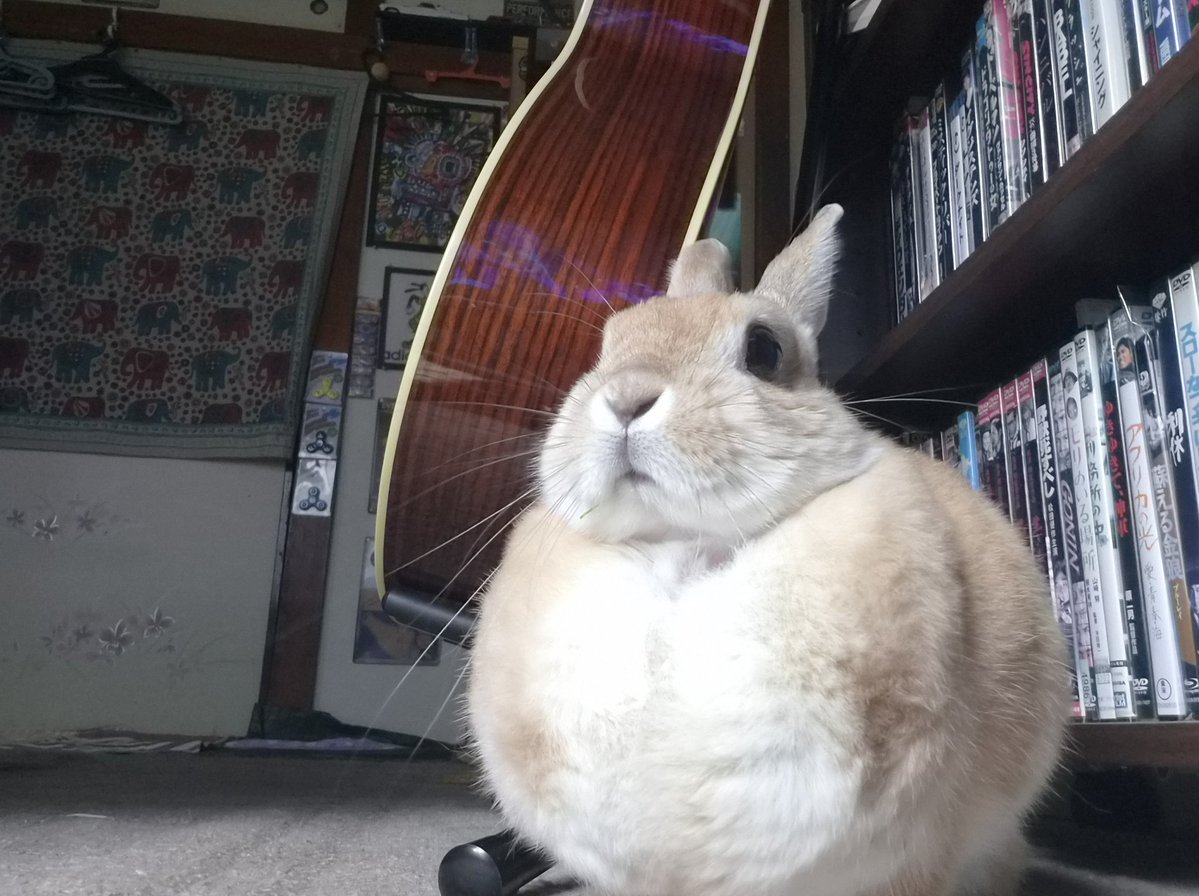 ごんちゃん ゴンちゃん仕事行ってくるね🐰❤️‍🩹お留守番宜しく🏡🌞 帰りは遅くなるよ