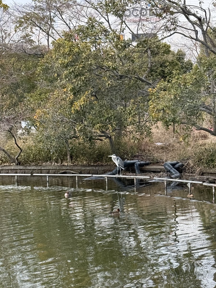 cmamshon's tweet photo. 久しぶりに古巣のマムに顔出して、中央公園のカフェでランチ🥗
昼前にいったのにやっぱり満席で賑わってました…♪
薬師池の方とほぼおんなじメニューだけど、相変わらず美味しかったわ😋
#44apartment https://t.co/whnACKt4It