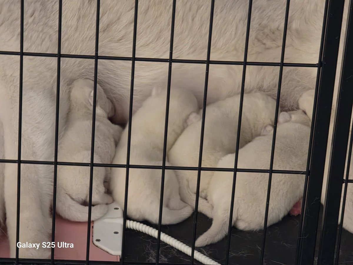 1月20日生まれの秋田犬白毛の5兄妹♥️心配な一週間が過ぎました。これからも順調に育ってね✨
#秋田犬　#秋田犬ブリーダー
#秋田犬こいぬ　#秋田犬白毛
#秋田犬保存食
#鹿児島　#薩摩日登美犬舎