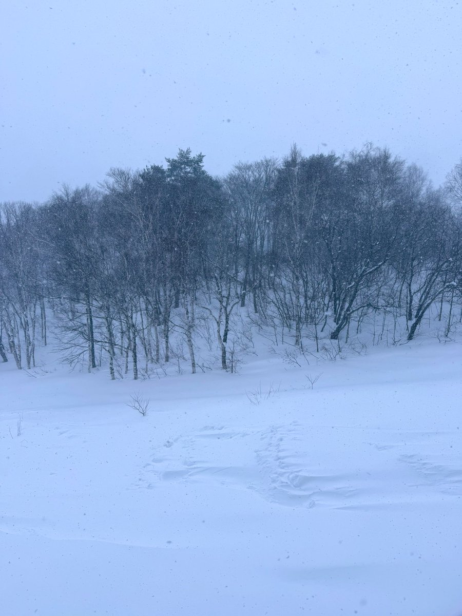 めっちゃ雪！ひざパウです🏂