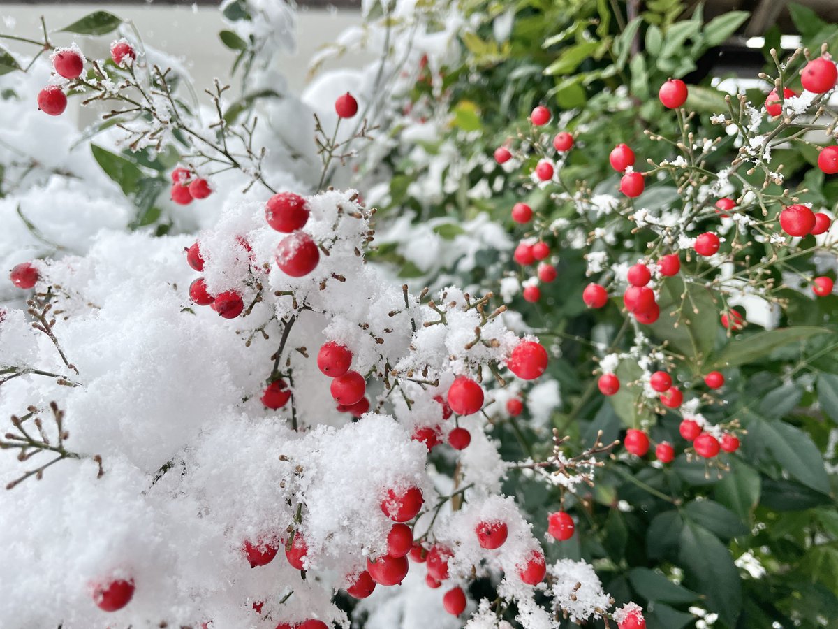 いつかの雪❄️

山茶花、南天 https://t.co/sTv7DSuQxn