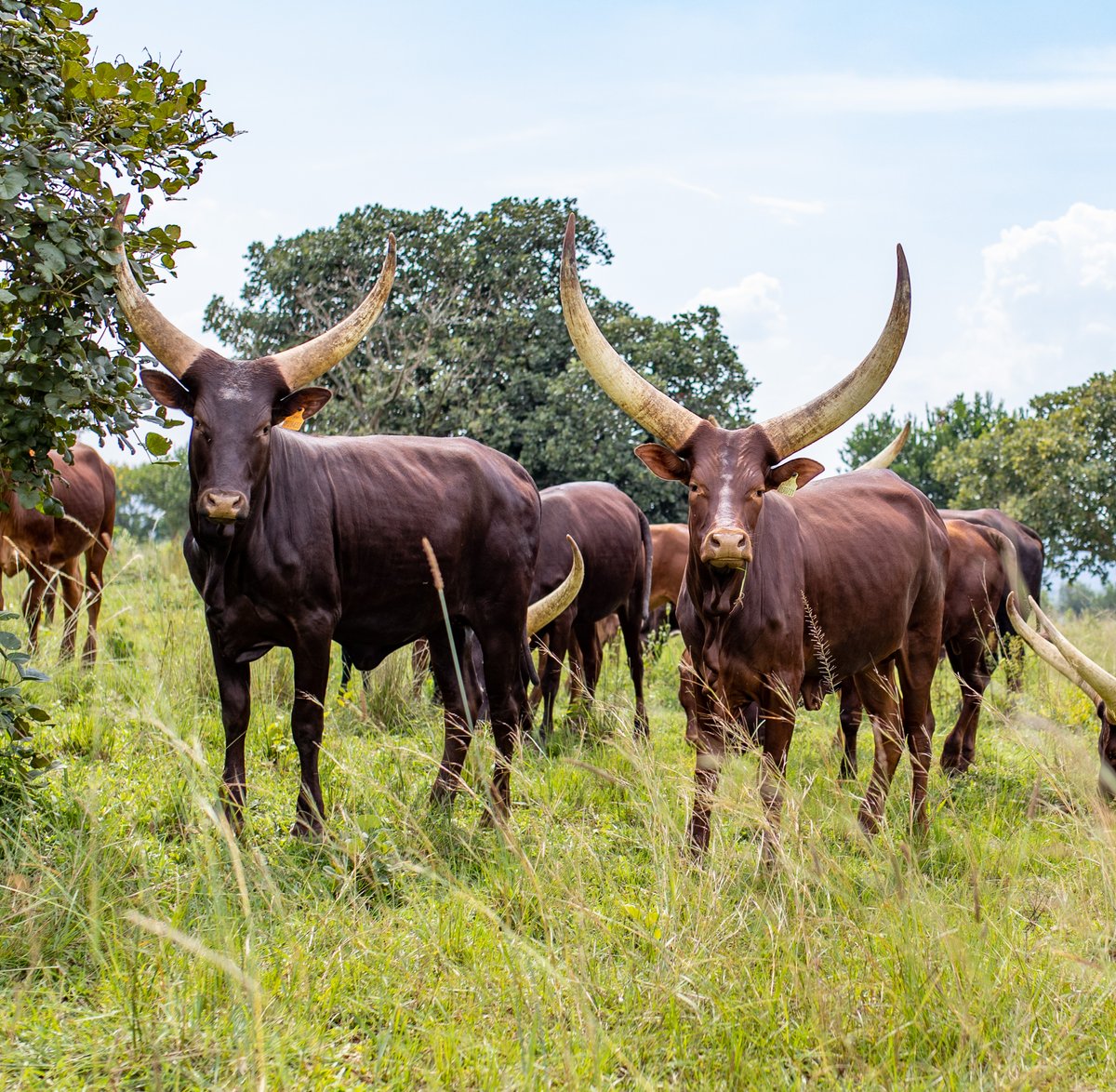 Mucyo WaKera tweet media