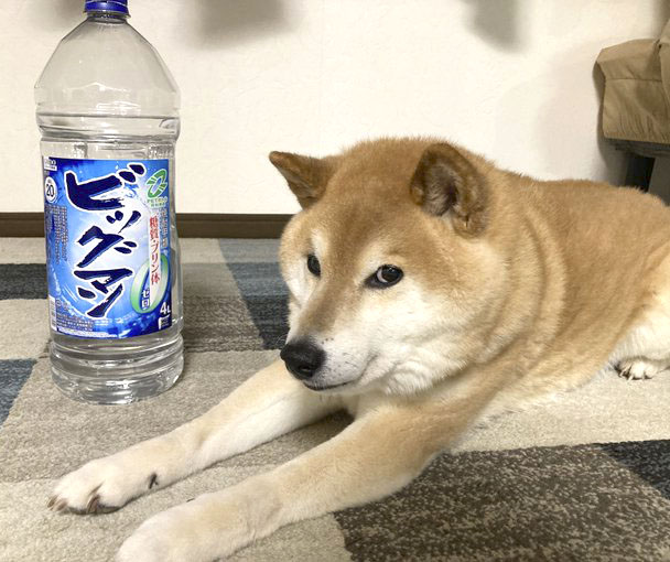 シバ田のように、お酒が好きな皆さんへ。
⬇️ヘルシーな飲み方⬇️
shiba-suki.com/healthy/

※モデル
<a href="/Jtarou_0413/">じぇいたろう</a> さんちのじぇい
<a href="/shibanoakun/">黒柴・望愛</a> さんちの望愛
<a href="/shiba_omochi/">柴犬おもち</a> さんちのおもち
<a href="/suzkusama/">朱雀様＆モモコお嬢様。</a> さんちのモモコお嬢様
<a href="/Jackal8492/">ジャカルタ桑田</a> さんちのフシ