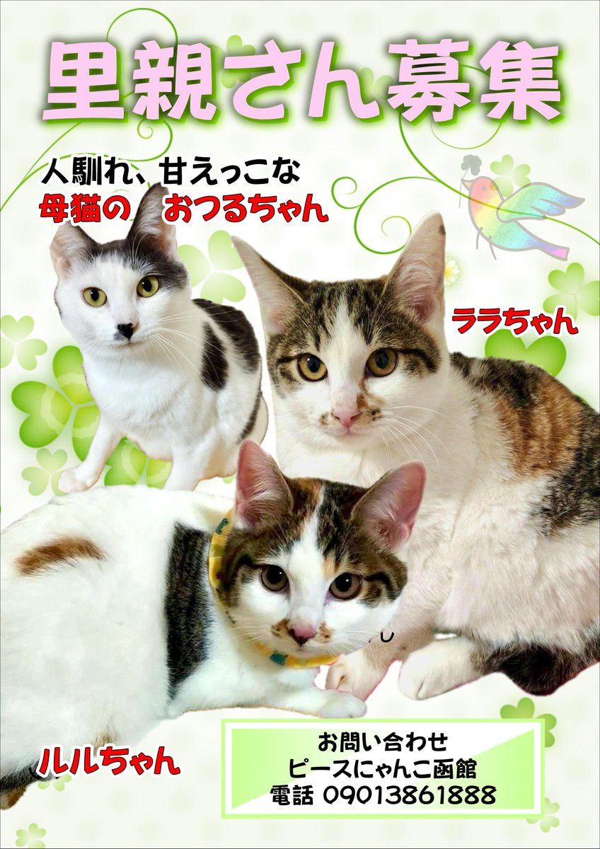 こたつねこ よろしくお願いします🙏🙇‍♀️