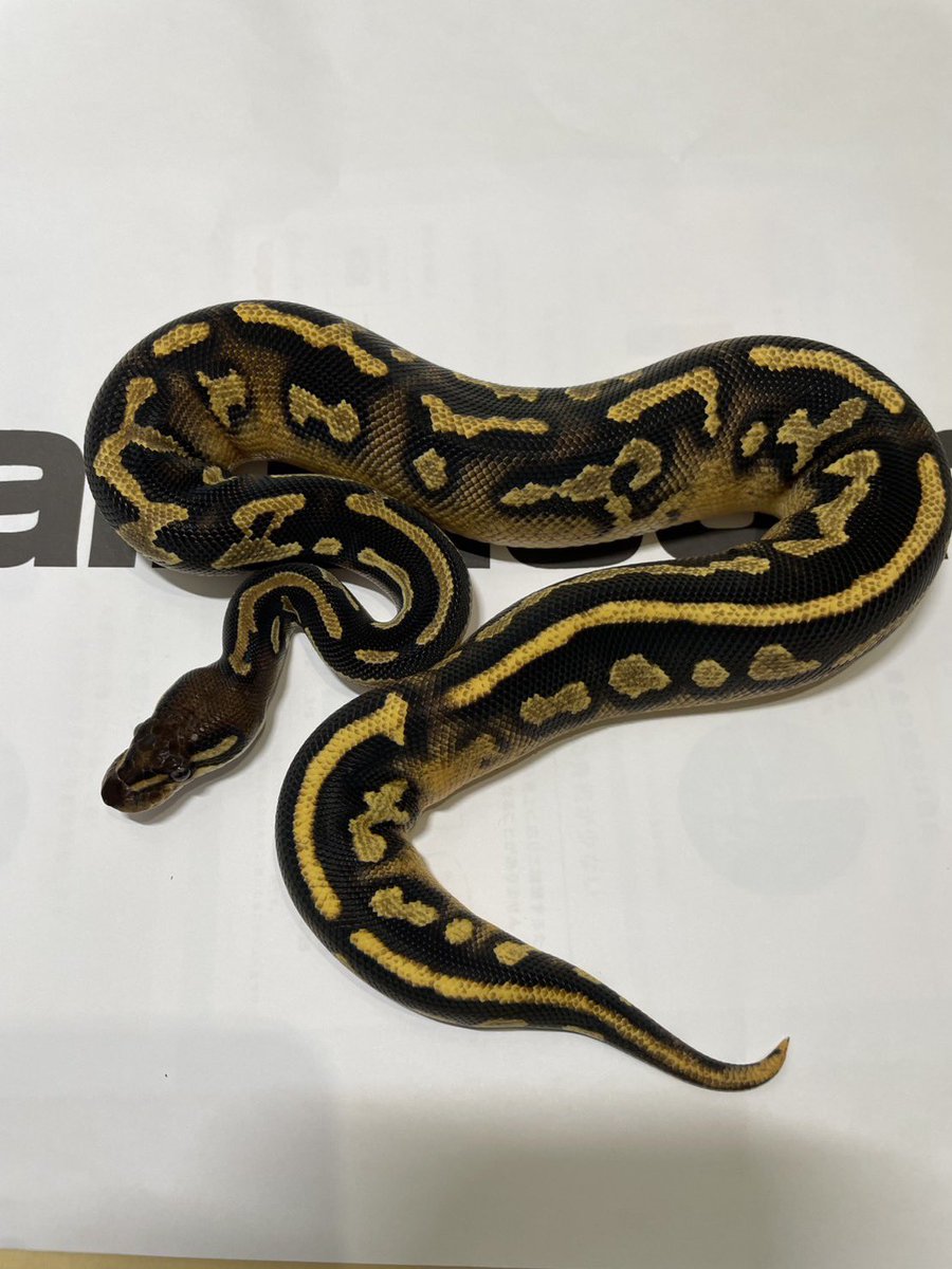 Ball Bloom tweet media