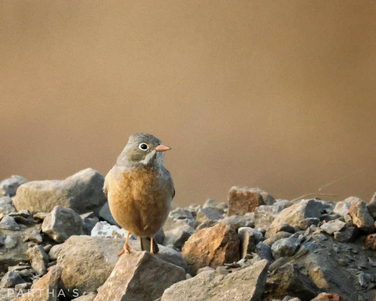 Porus : The Plateau Warrior tweet media