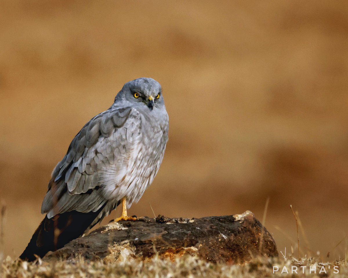 Porus : The Plateau Warrior tweet media