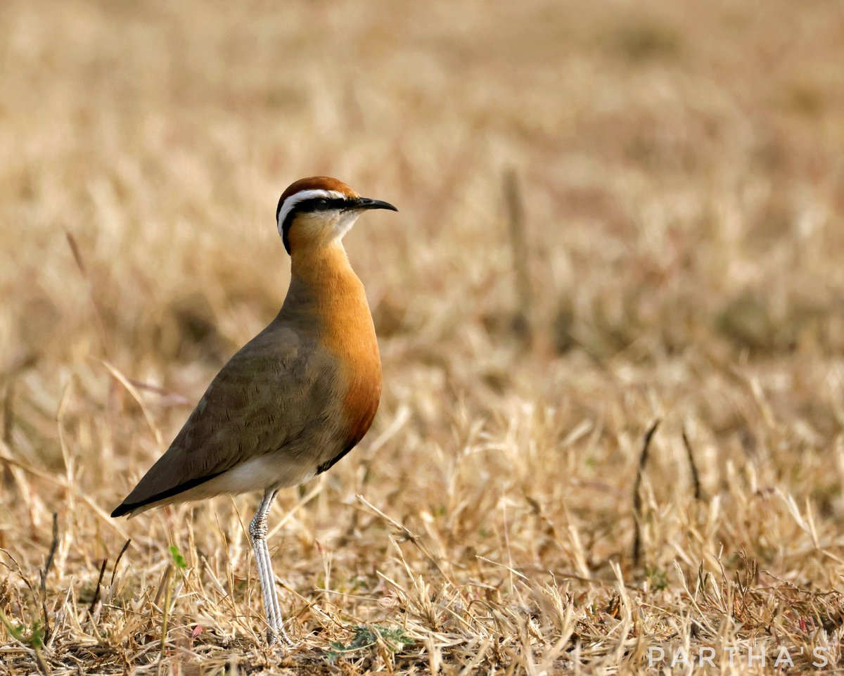 Porus : The Plateau Warrior tweet media