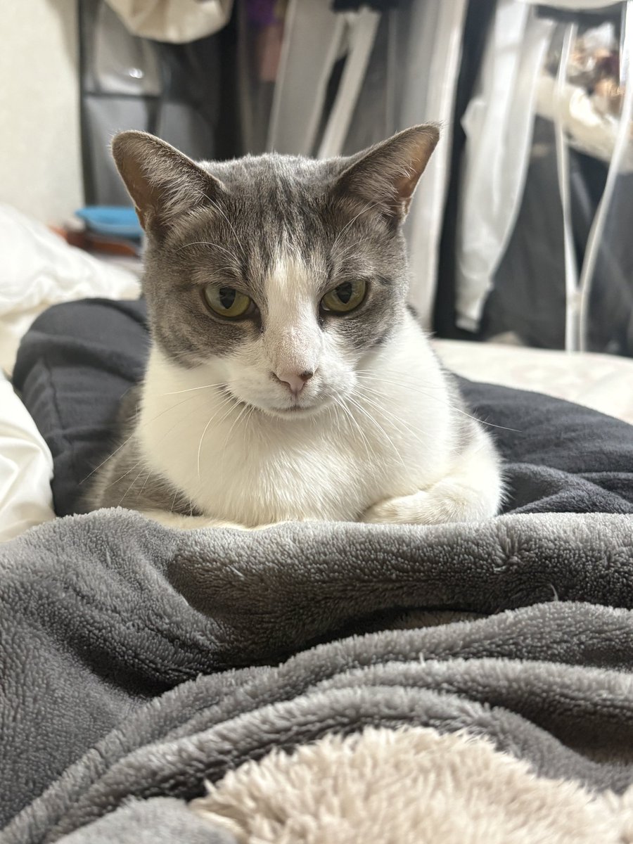 これは人間を座布団だと思ってるネチコ(冬毛の姿)