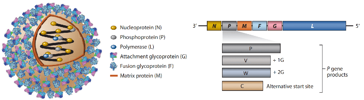 Nipah Virus Research: Quality Tools for Critical Insights. 
🔹 High-purity Antigens 
🔹 Specific Antibodies 
🔹 Dedicated ELISA &amp; PCR Kits (RUO)

Reliable tools for researchers worldwide.
Browse the collection: creative-diagnostics.com/search?keys=Ni…

#Nipah #VirusResearch #Biotechnology