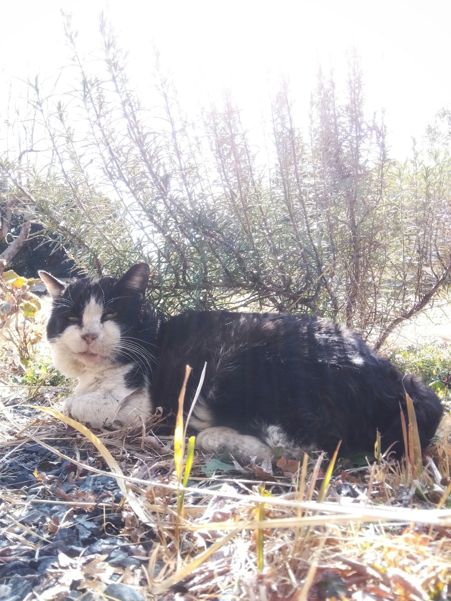 graceページ♡⃜ Yuriko Toi | No.165 『華』Flower Arrangement #華 #sumiart #水墨画