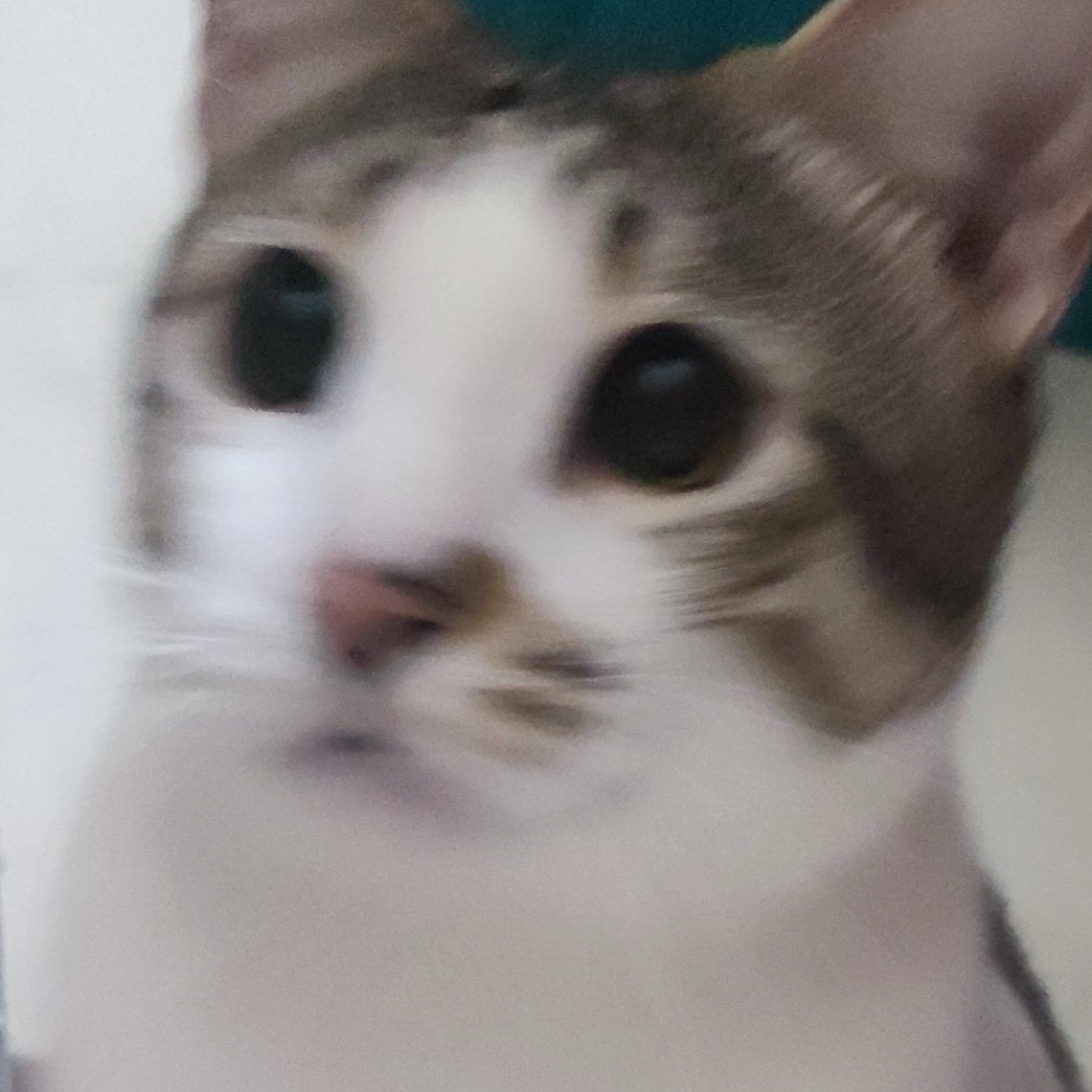 Nasi kcg trrbwt dri,,......kcg?