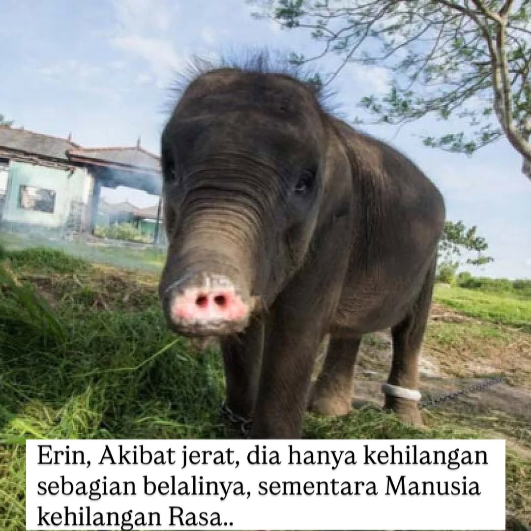 Erin, gajah Sumatera betina ini  kehilangan sebagian belalainya bukan karena alam tapi karena keserakahan manusia 😭

Kalau hutan terus dirampas, kalau jerat terus dipasang, siapa yang akan menjadi korban seperti Erin berikutnya?