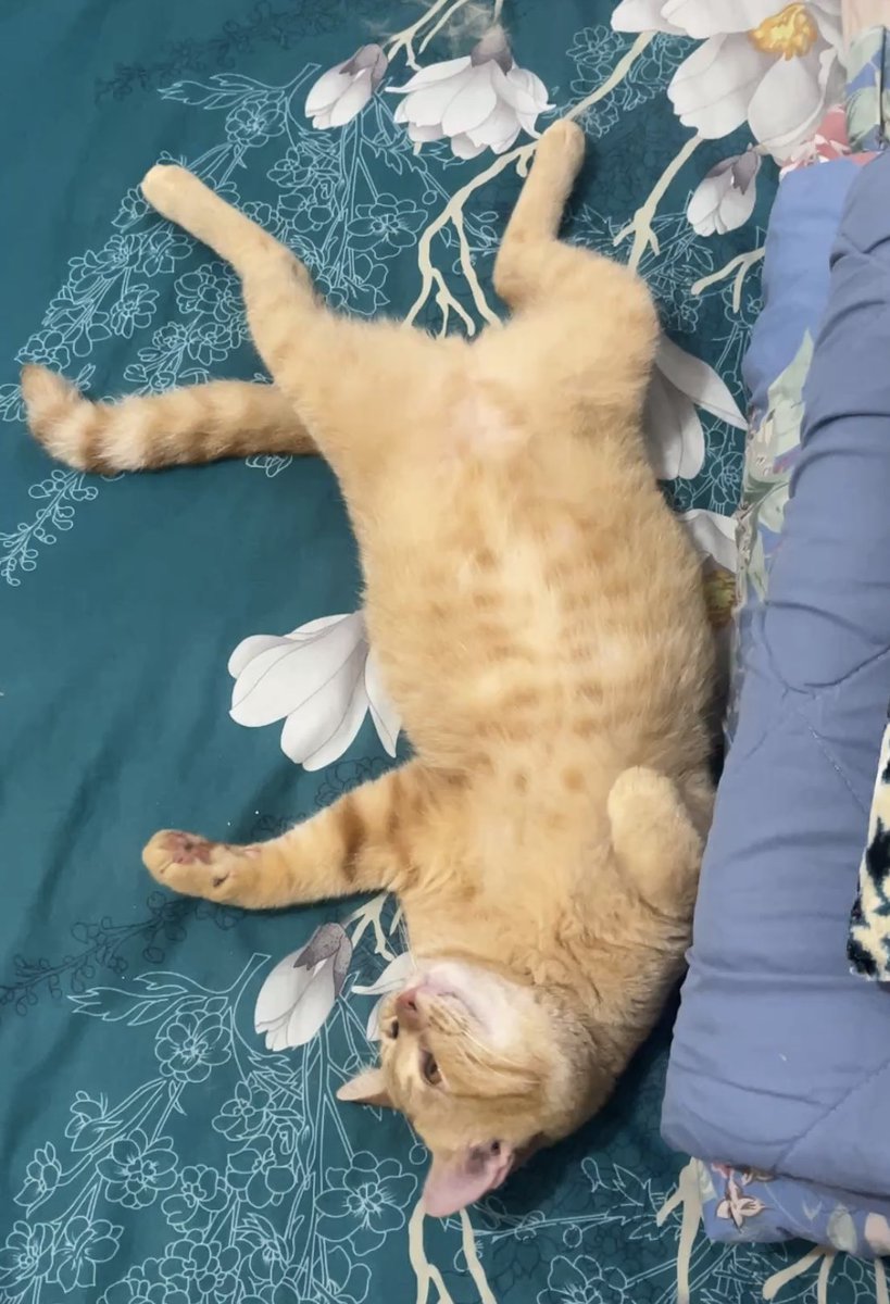 Milo🐥 Uno🦖 tweet media