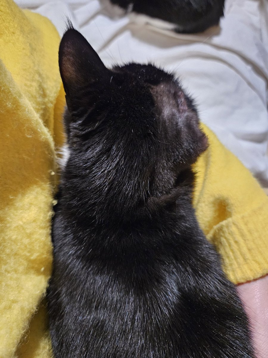 ようやくコーンを外しても良いとの許可がおりました。
片耳になったけど、回復してきているのが本当に嬉しいです。
毛が生え剃ろったころに、もう少し元気になっているかな。
#シニア猫