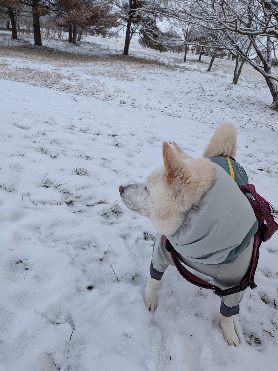 shyrimina's tweet photo. 1月29日(木)雪…今日はイツメン誰も来ないよね⤵️って言ってたら雪丸くん参上、鼻に雪載せてアナ雪成らずハナ雪な雪姫さん（笑） https://t.co/XKxe8N7to1