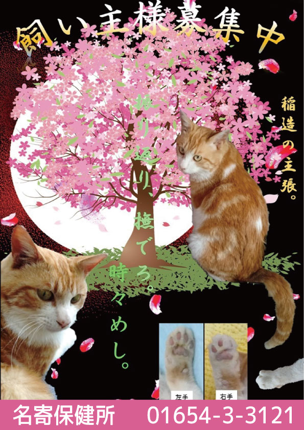 shipponokai's tweet photo. #保健所情報　全道164頭/飼主探しノート全道308頭】
名寄保健所では、茶トラ白の男の子、いなぞーくんが出会いを待っています。甘えん坊が爆上がり中のいなぞーくん。イケニャンで、物理的にも重い愛情たっぷりのいなぞーくん…
名寄保健所：01654-3-3121
https://t.co/XuC9kQXxkT
 #拡散希望 https://t.co/NBSzVtKxcr
