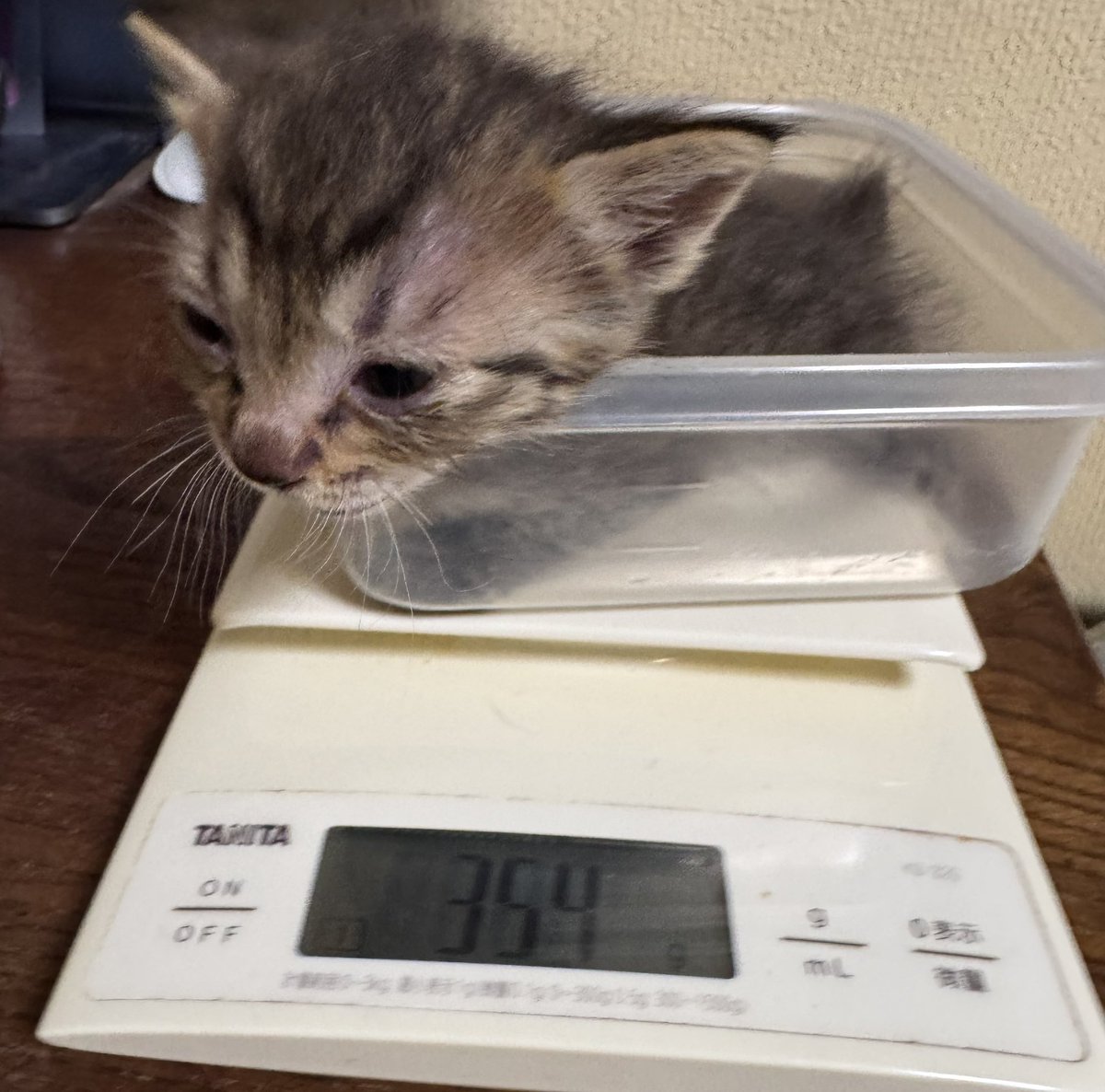 鈴木智彦／SUZUKI TOMOHIKO (@yonakiishi) / Posts and Replies / X