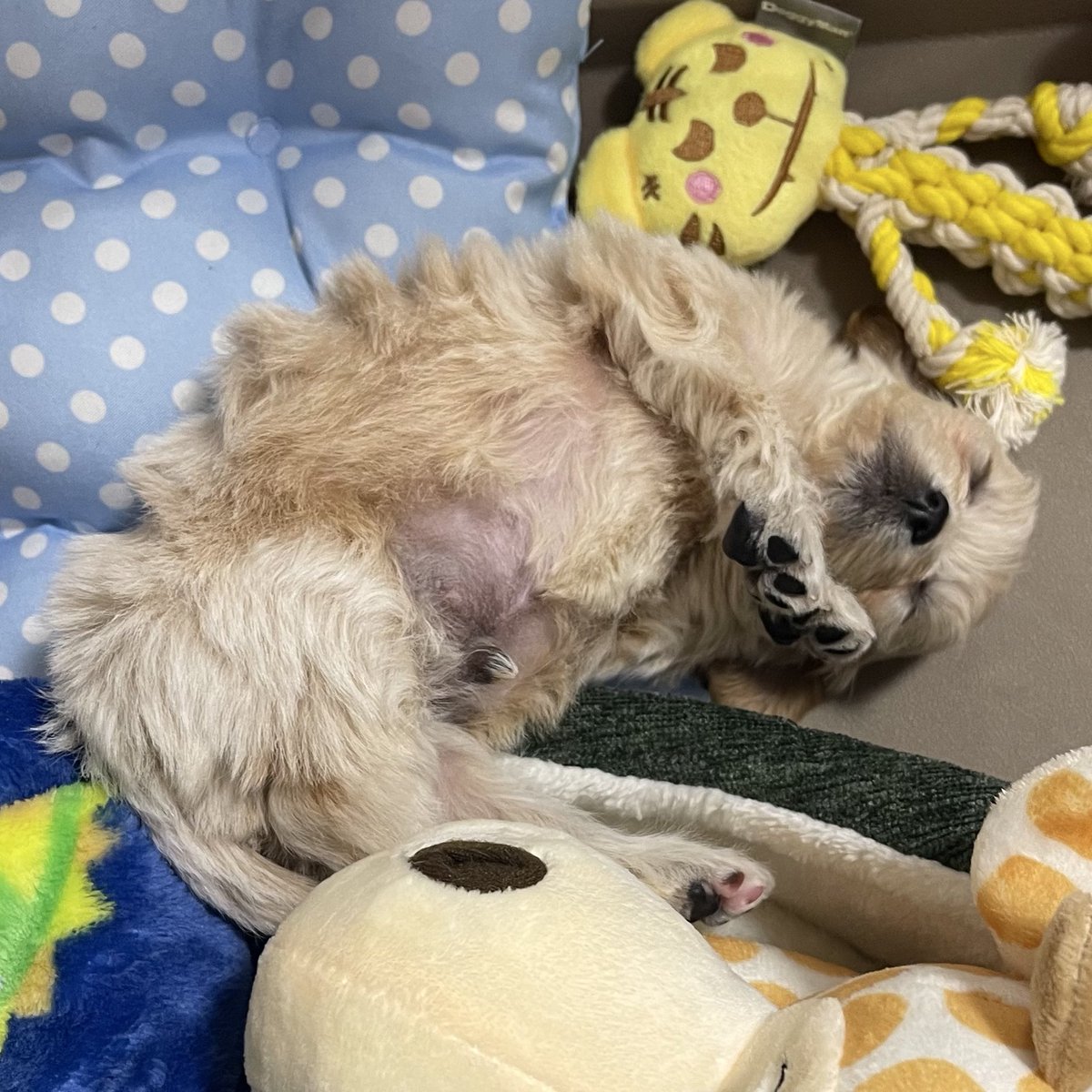 うちのぽんぽん