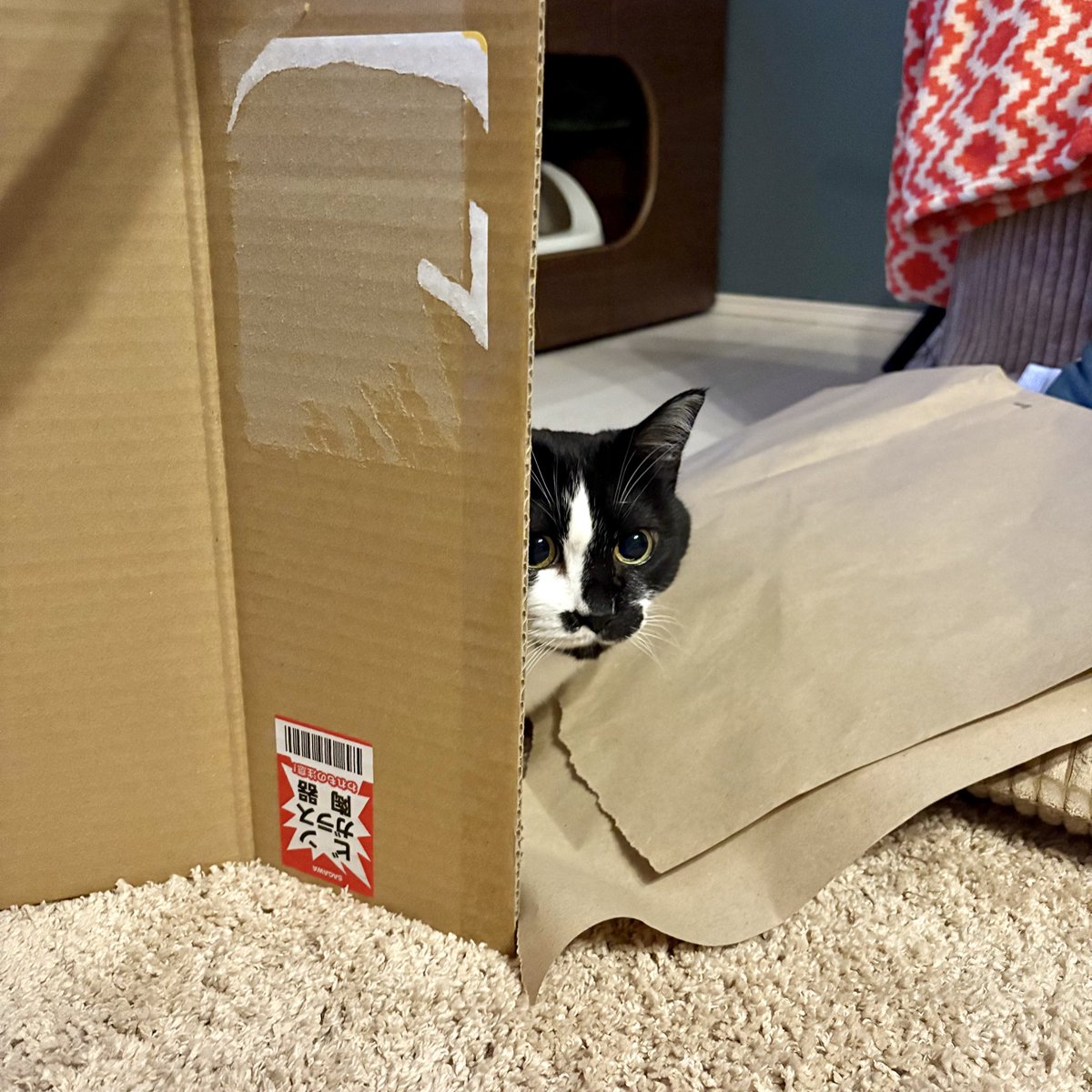 Post by 卵山玉子 on X: ぬっ🐈