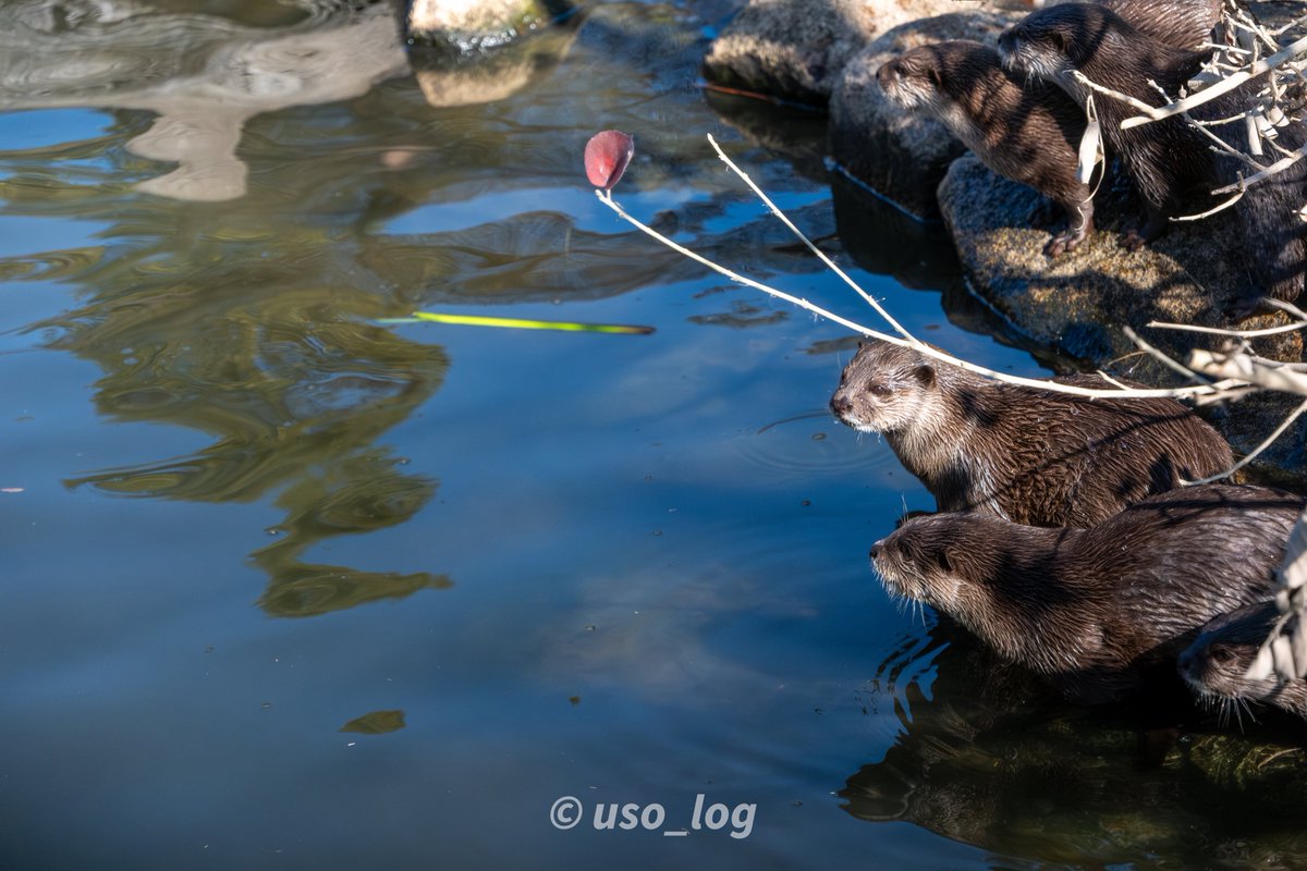 かわうそ 鉄緑会 トミックス 98097 あいの風とやま鉄道521系1000番代 2両セット | 鉄道