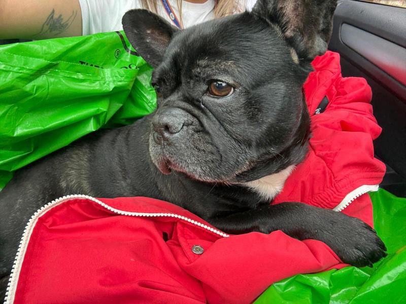 İzmir’de birileri arabadan inip bu masum canı Starbucks’ın içine bırakıp kaçmış…
Gözlerindeki hüzüne bakar mısınız💔
Bu bebeğe sıcak, sevgi dolu bir yuva bulabilmem için paylaşarak destek olur musunuz lütfen? 🙏🏻
Gelin, o üzgün gözleri mutlulukla bakan gözlere birlikte