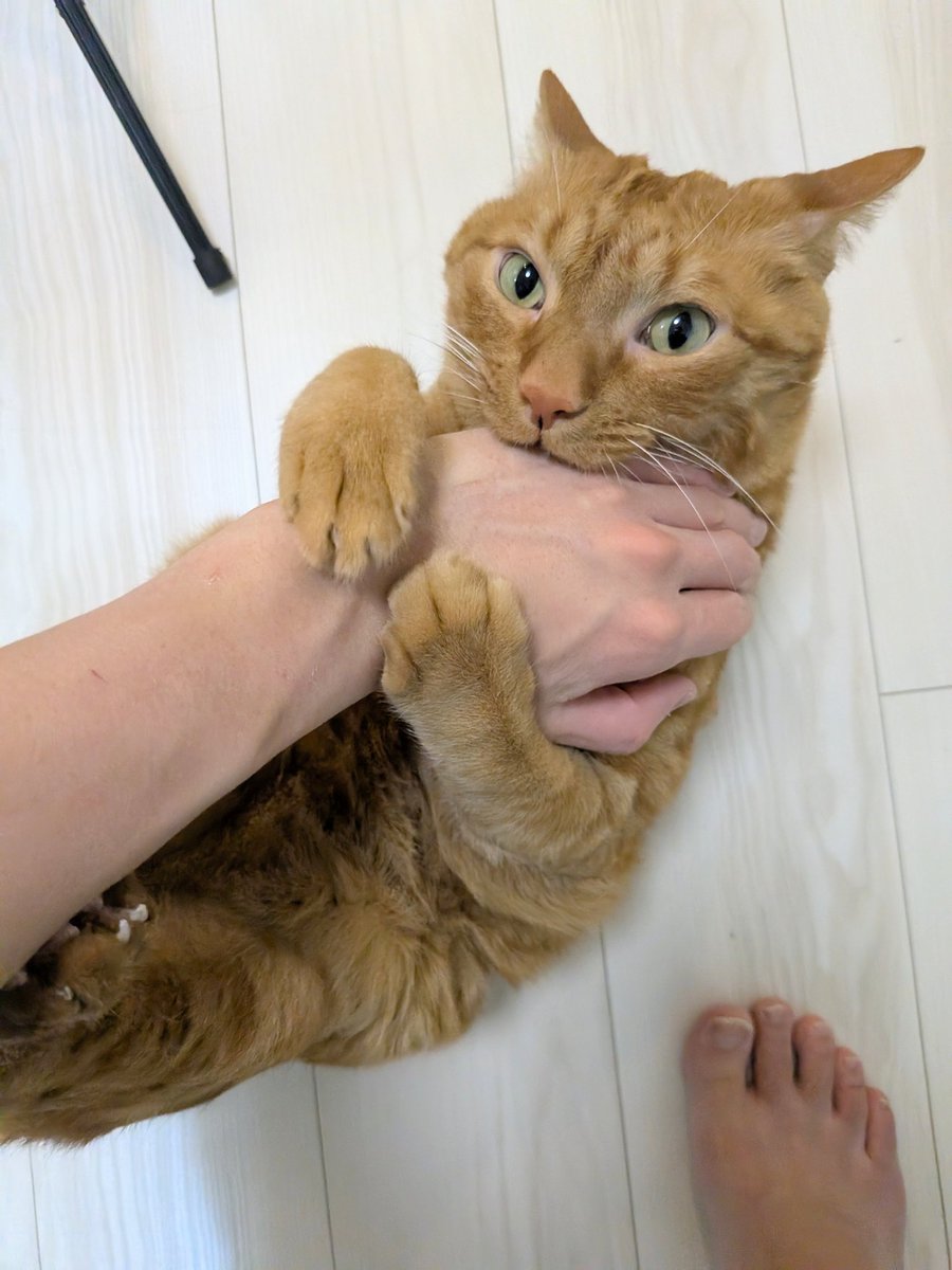 カバン持ったら出かけることを察されてしまってこれ