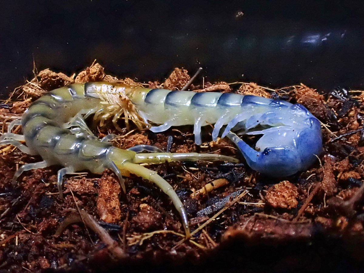 ガンバルオオムカデ (@Ethmostigmus) / Posts / X