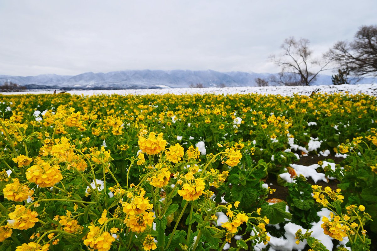 なぎさ公園　1/26
菜の花
まだ五分咲きでした