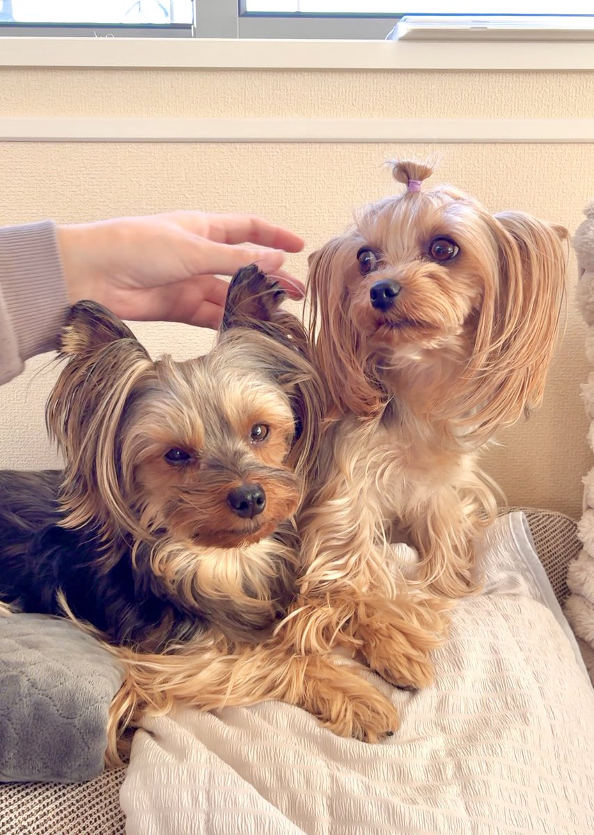 大きめヨークシャテリアの男の子LOCOと妹NALUchannel (@LOCOchannel12