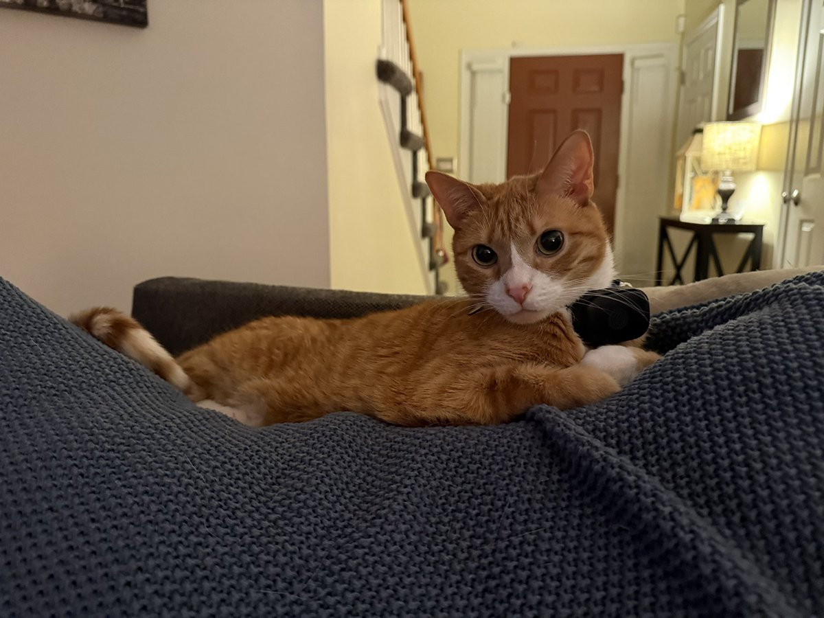 Sarge 🧡 tweet media