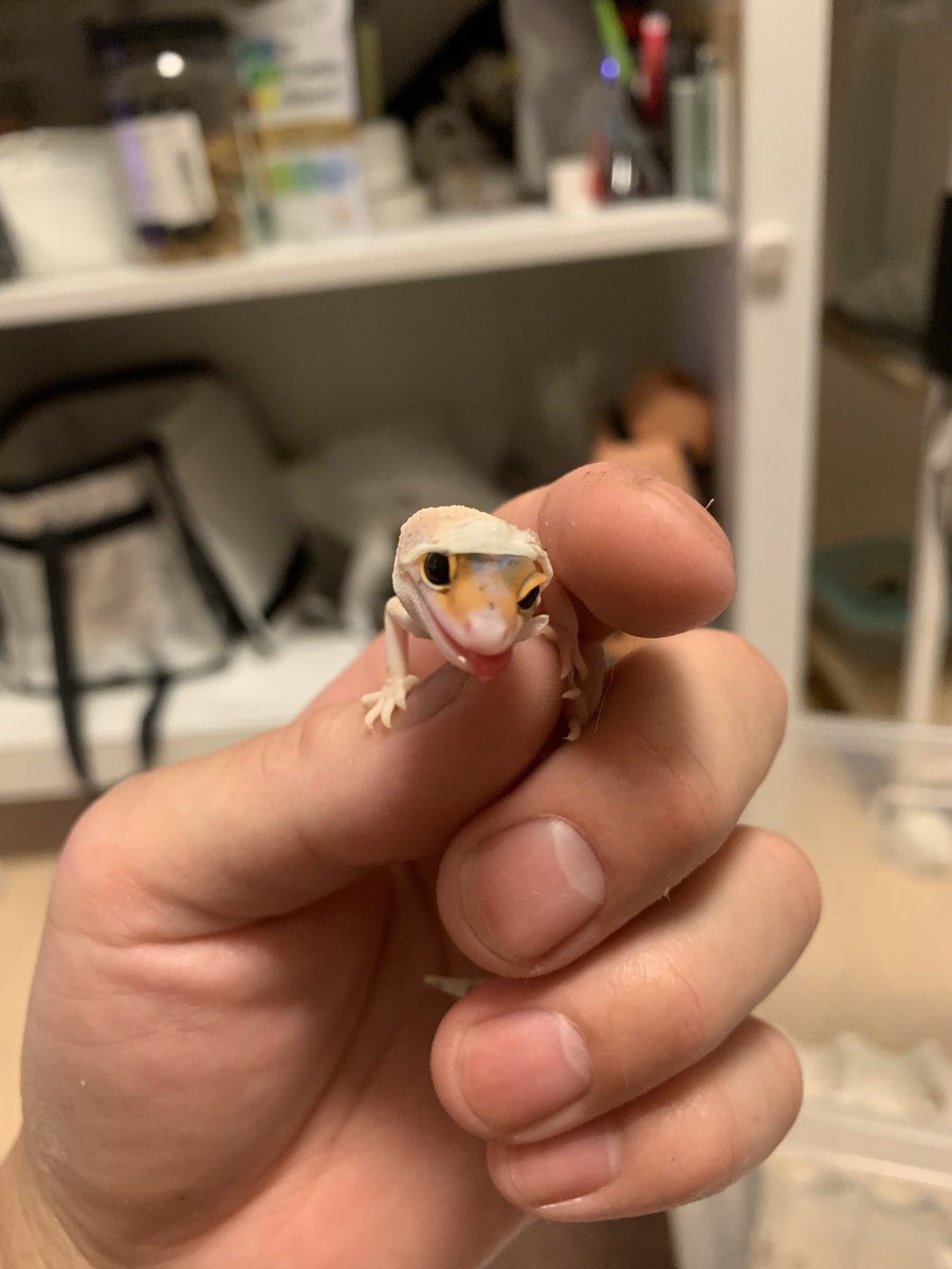 gachio55's tweet image. カメラロール見返してたら手が止まった
シリーズ📸

可愛い、、、、。

#レオパードゲッコー
#ヒョウモントカゲモドキ
#レオパ
#爬虫類