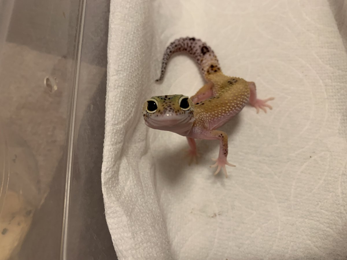 gachio55's tweet image. カメラロール見返してたら手が止まった
シリーズ📸

可愛い、、、、。

#レオパードゲッコー
#ヒョウモントカゲモドキ
#レオパ
#爬虫類