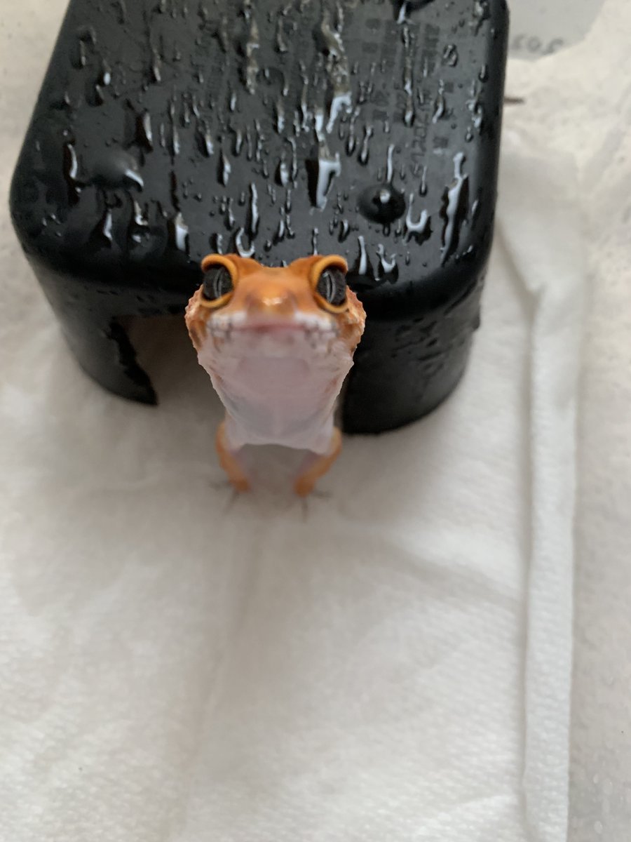 gachio55's tweet image. カメラロール見返してたら手が止まった
シリーズ📸

可愛い、、、、。

#レオパードゲッコー
#ヒョウモントカゲモドキ
#レオパ
#爬虫類