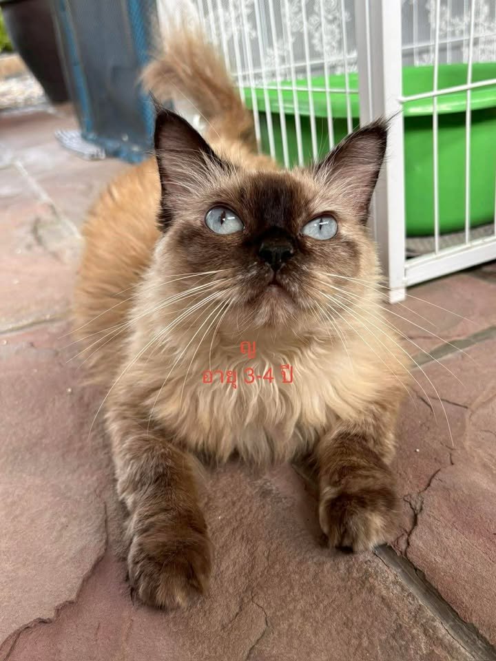🏠 หาบ้านให้น้องแมว 🏠 (ฝากประกาศ)

#CatForAdoption

❤️ขอพาน้องแมวมาหาบ้านนะคะ🏠

❤️เด็กหญิงทั้ง 3 แมว มีเจ้าของที่ประสบปัญหาชีวิต และการเงิน
ทำให้ไม่สามารถเลี้ยงน้องแมวต่อไปได้ จึงช่วยดูแลและพามาหาบ้าน🏘️

 เด็กๆทั้ง3ไม่เคยได้รับวัคซีน❌ 
น้องแมวทุกตัวอายุ 3-4 ปี