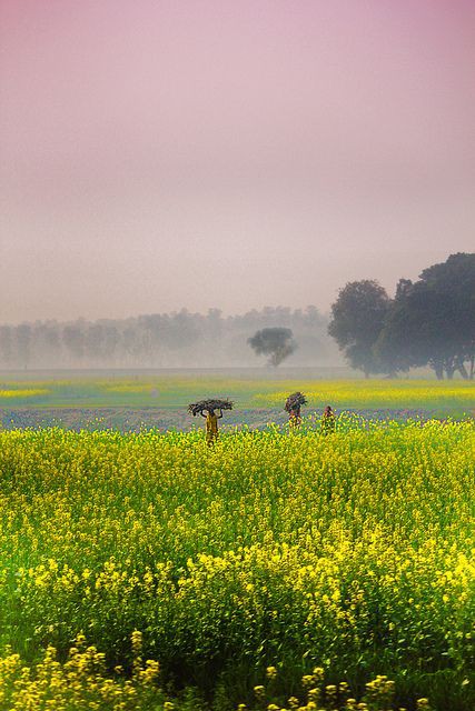 जब आती है विपदा
याद आता है गाँव,

नदी का मीठा पानी
पीपल की ठंडी छाँव,

जिनको मैंने छोड़ा था
समझकर अनपढ़ गँवार,

उन्होंने ही संभाले
मेरे लड़खड़ाते पाँव ।

~ प्रमेन्द्र बाफना