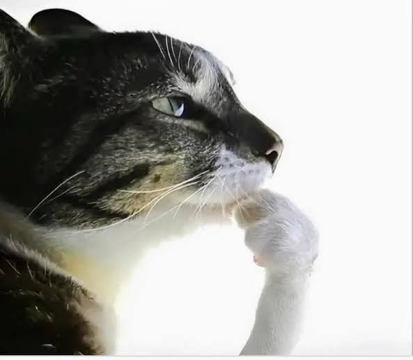 V⁷ᴬᴿᴵᴿᴬᴺᴳ☉⊝⊜ tweet media