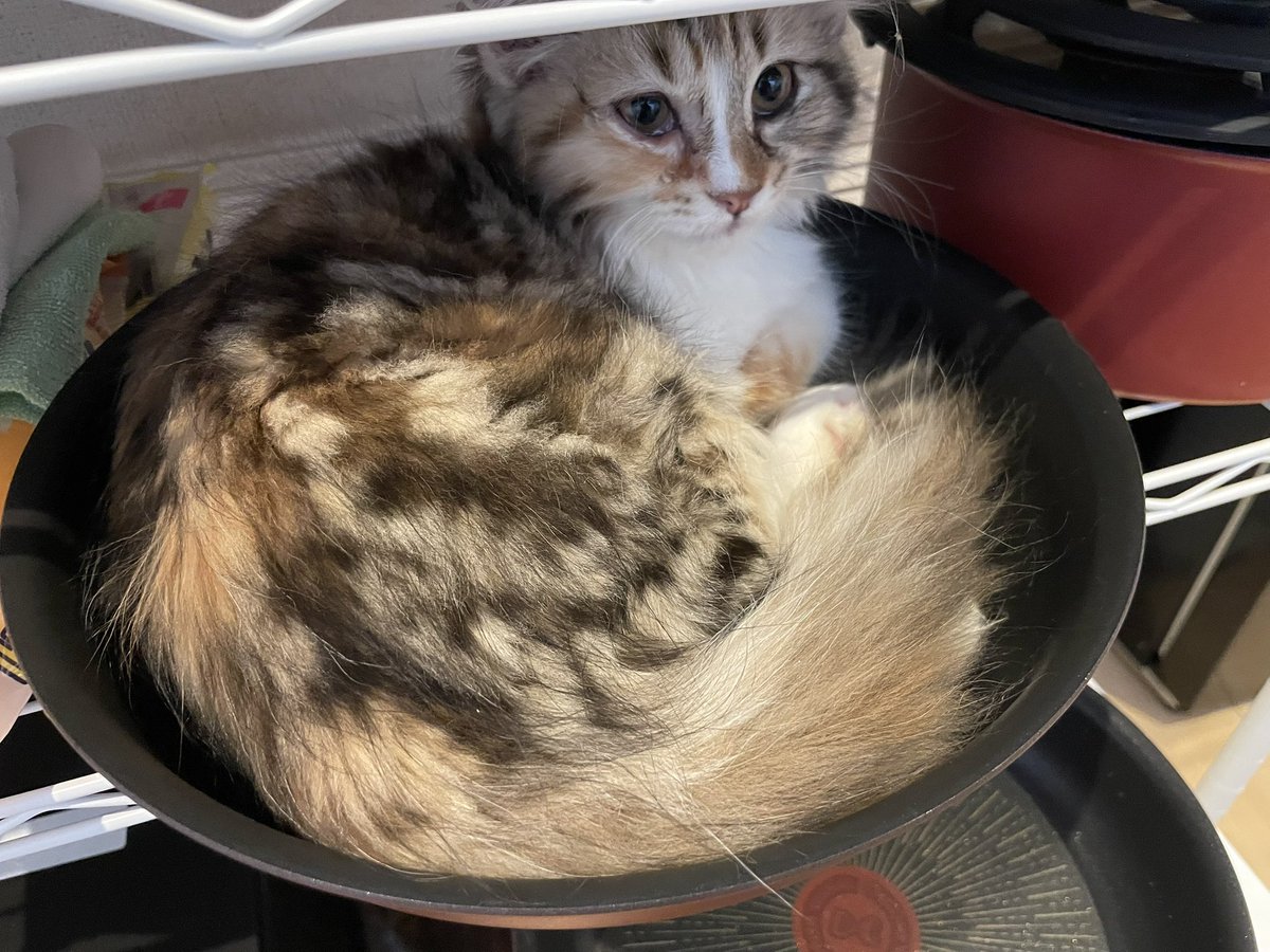 ティファール T-fal 公式 (@tfal_japan) / Posts / X