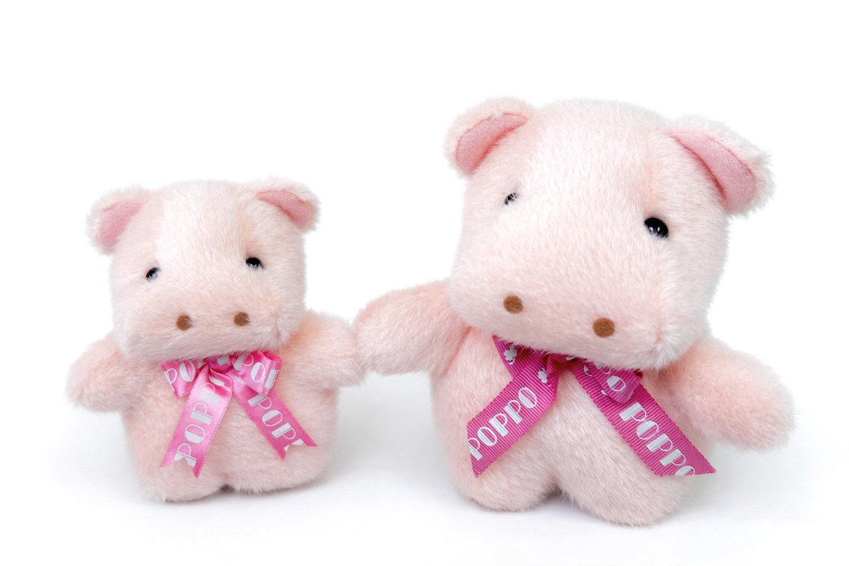 みなさま大変お待たせいたしました！ ポッポちゃんが入荷しました