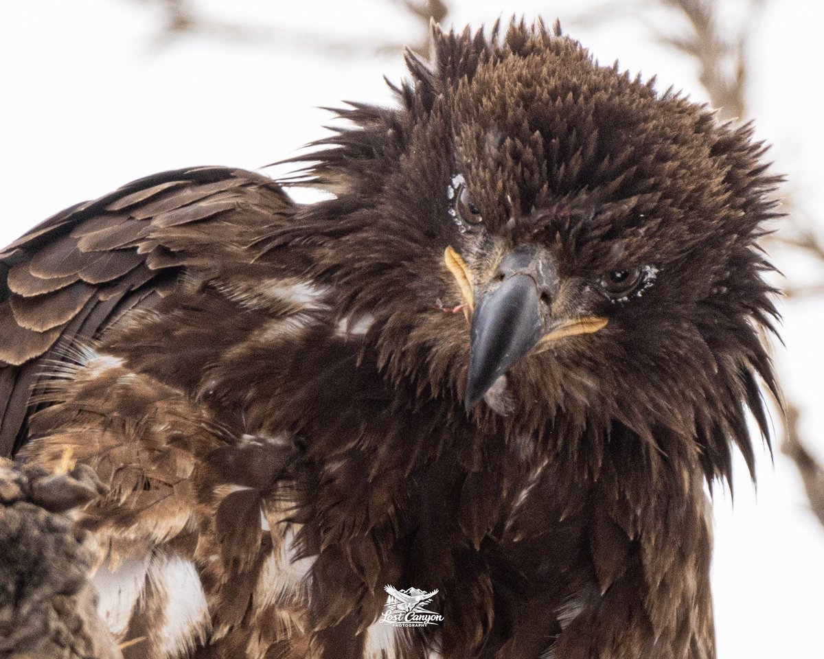 DominicWeskamp's tweet photo. Bald Eagle of the Day — Day 1 🦅❄️
A little juvie eagle taken on a bitter cold day at Union Reservoir in Longmont, Colorado. Light snow, you can see the flakes around its eyes. It was perched in a tree above my truck, shot this photo from my sunroof! #LostCanyonPhotography https://t.co/ZmlOuxBcMv