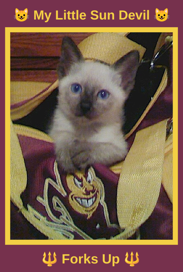 RGPhD's tweet photo. Sun Devils win the 🏆 Territorial Cup! @SunDevilWBB
😺 Tiffanie says “No Pity for the Kitty” 😺
#ASU #ForksUp #Siamese https://t.co/4844flYoO4